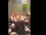 Flamingos huddle in Panama City Beach zoo restroom during hurricane