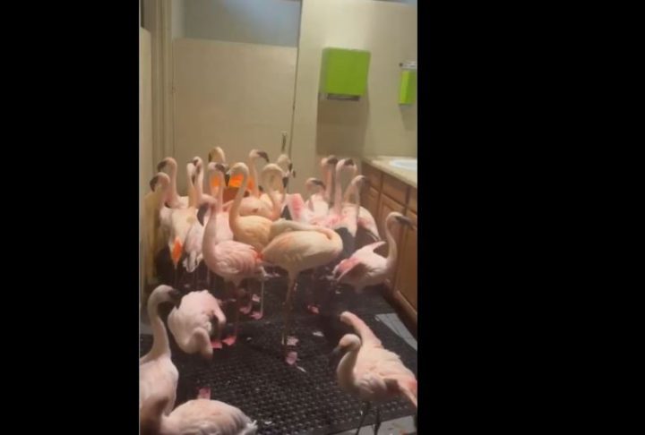 Flamingos huddle in Panama City Beach zoo restroom during hurricane