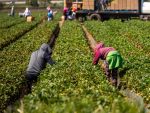 ICE detains vanload of Central Valley farm workers driving from Selma