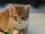Study finds 1 in 15 house cats carries beaver fever parasite