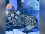 Three mountain lion kittens discovered in Simi Hills den