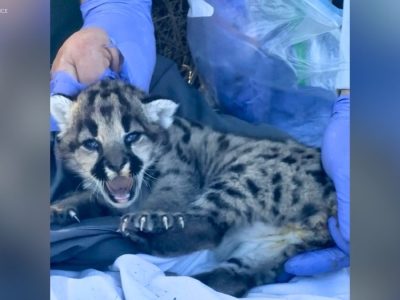 Three mountain lion kittens discovered in Simi Hills den